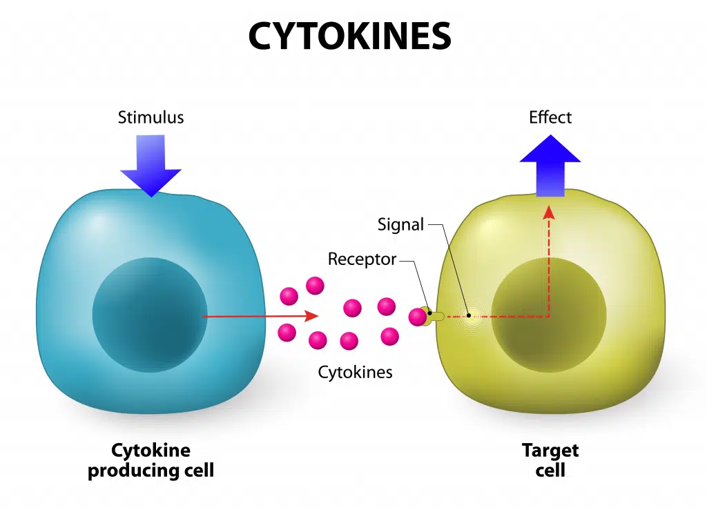 <p><strong>Signaalstoffen</strong> (zoals cytokinen).</p>
