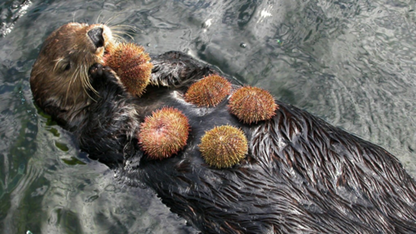 <p>A species that influences the survival of many other species in an ecosystem.</p>