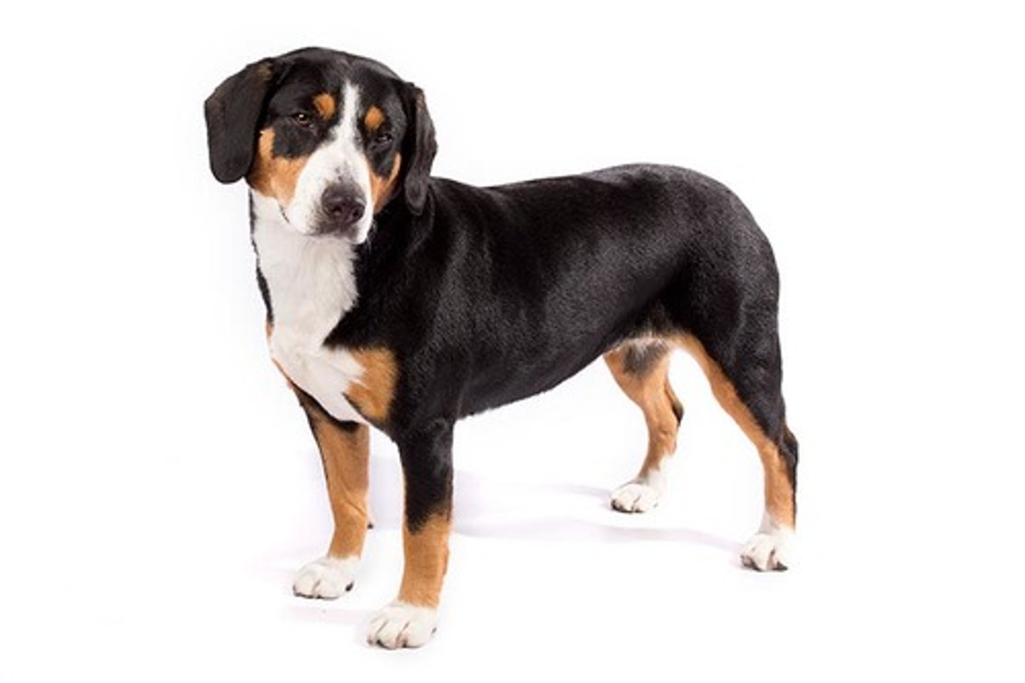 <p>Loyal, Smart, Enthusiastic</p><p>AKC Breed Popularity: Ranks 161 of 194</p><p>Height: 17-21 inches (male), 16-20 inches (female)</p><p>Weight: 50-65 pounds (male), 40-55 pounds (female)</p><p>Life Expectancy: 11-13 years</p><p>Group: Herding Group</p>