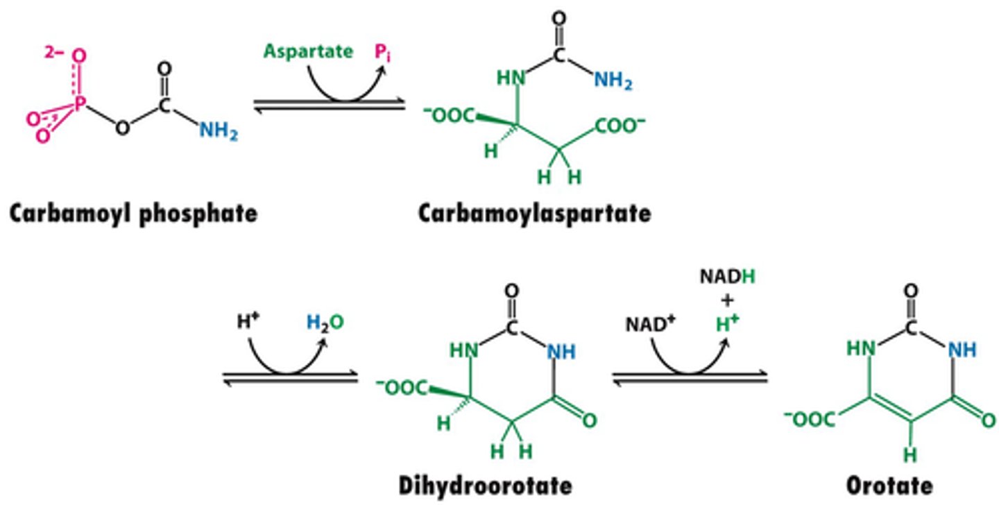 <p>product of the aspartate transcarbamoylase (ATCase) reaction</p>