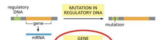 <p>A gene can have a regulatory area before the gene  mutation can occur in the regulatory DNA area.</p>