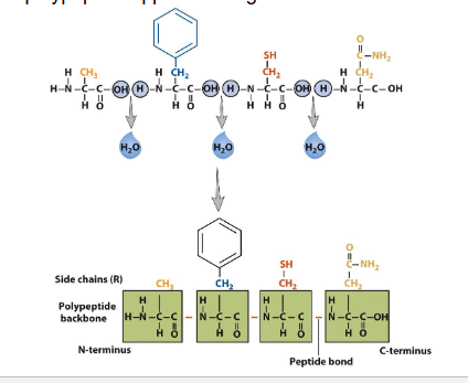 <p>AA cont</p>