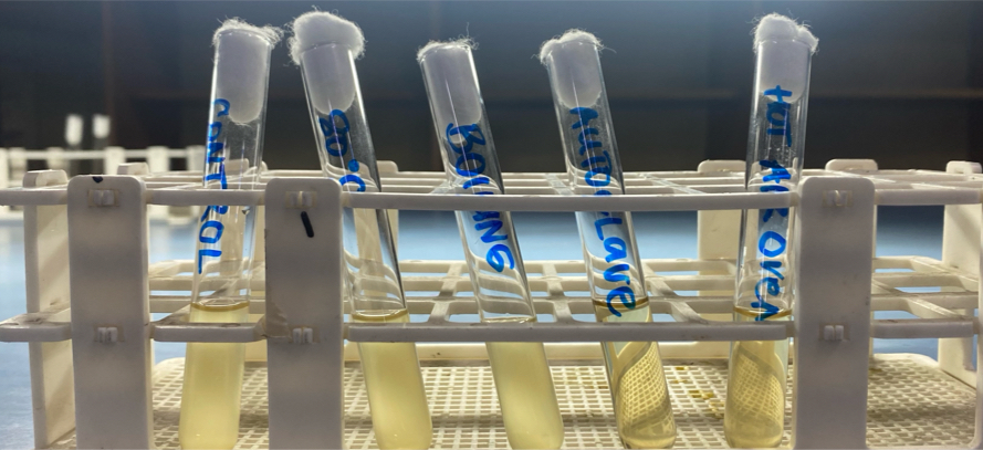 <p>In this test, each test tubes are labelled as Control, 80C, boiling, autoclave, and hot air oven, and the organism used is Bacillus subtilis; Which test tube would show bacterial growth?</p>