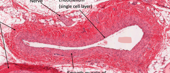 <p>Is this an artery, vein, capillary?</p>
