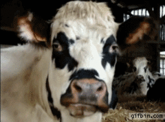 écraser avec les dents