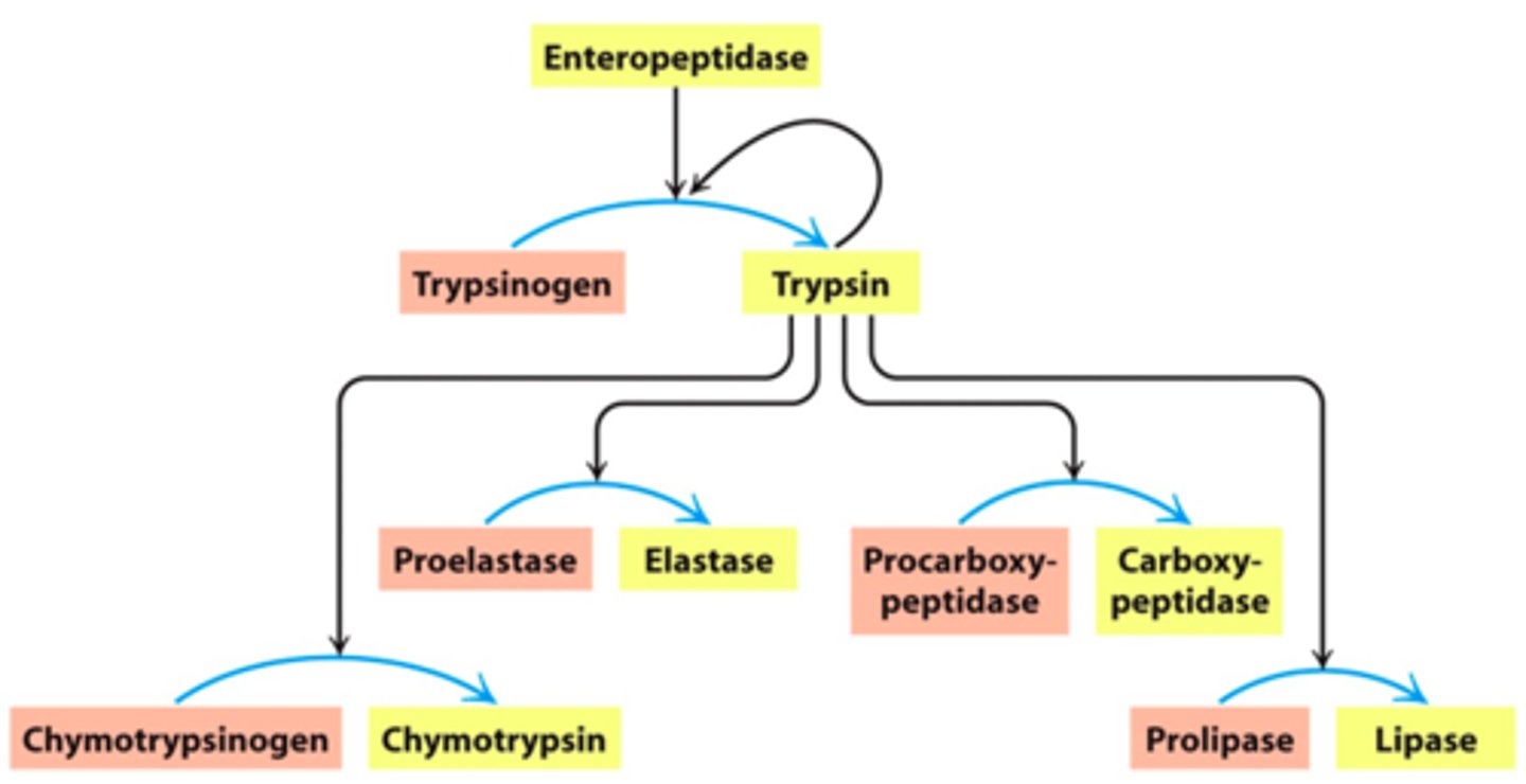 <p>intestinal tract (to trypsin and chymotrypsin)</p>