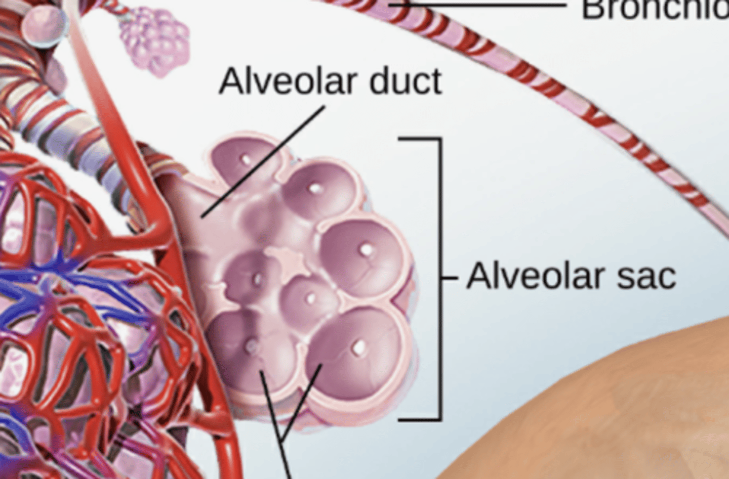 <p>two or more alveoli that share a common duct or opening</p>