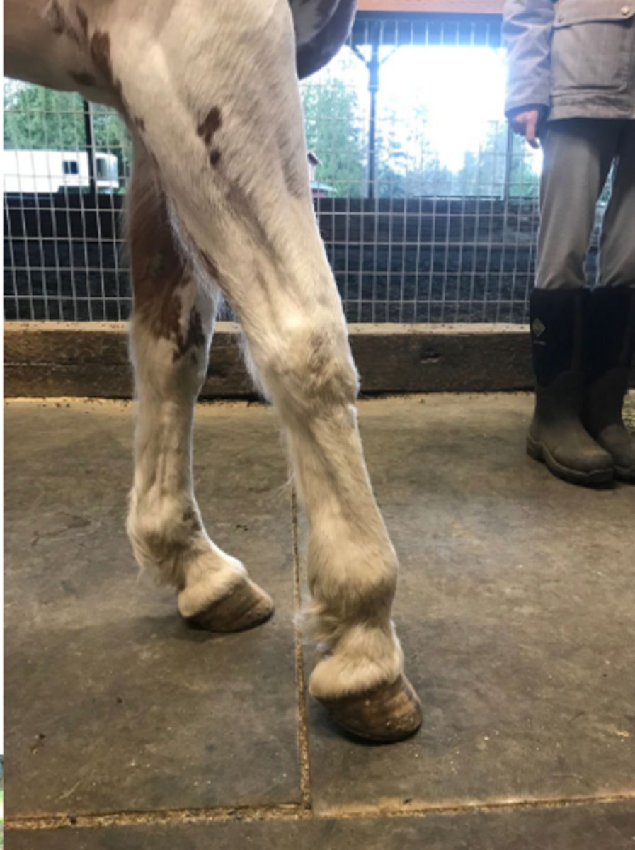 <p>Is the right or left foot painful in this horse?</p>