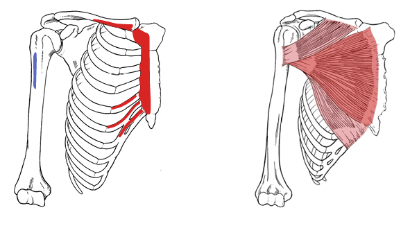 <p>What is the insertion for all heads of the pec major?</p>