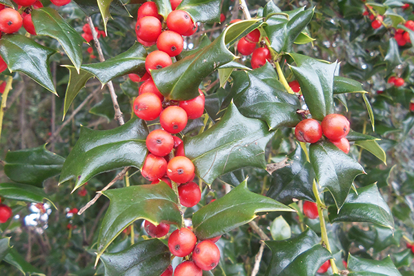 Chinese Holly