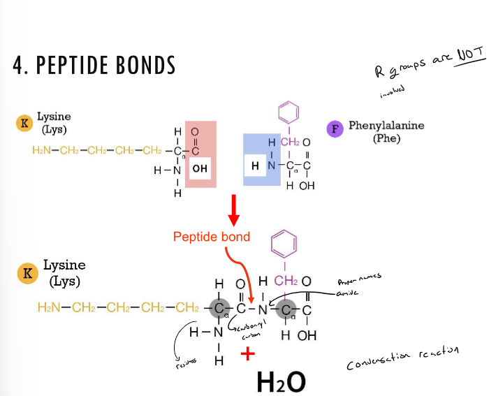 * hold together amino acids in their polymers
* forms between the carboxylic  group of the amino acid and the amino group R GROUPS ARE NOT INVOLVED
* is a condensation reaction as it produces water upon formation
* the amino group is then referred to as an amide and the carboxylic group is now a carbonyl. 
* The former amino acids are now referred to as residues 