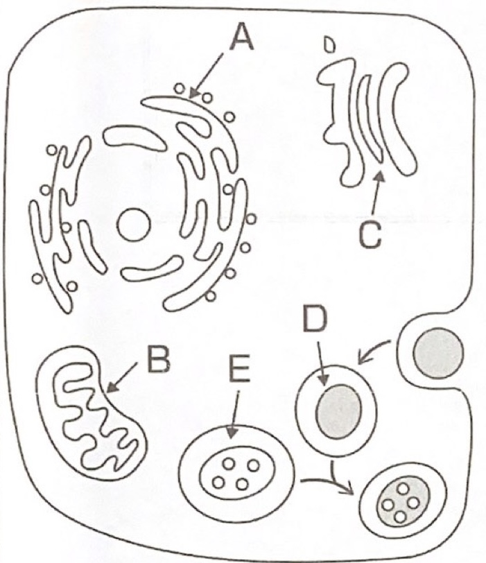 <p>191</p><p>Which is lysosome?</p><p></p><p>a A</p><p>b B</p><p>c C</p><p>d D</p><p>e E</p>