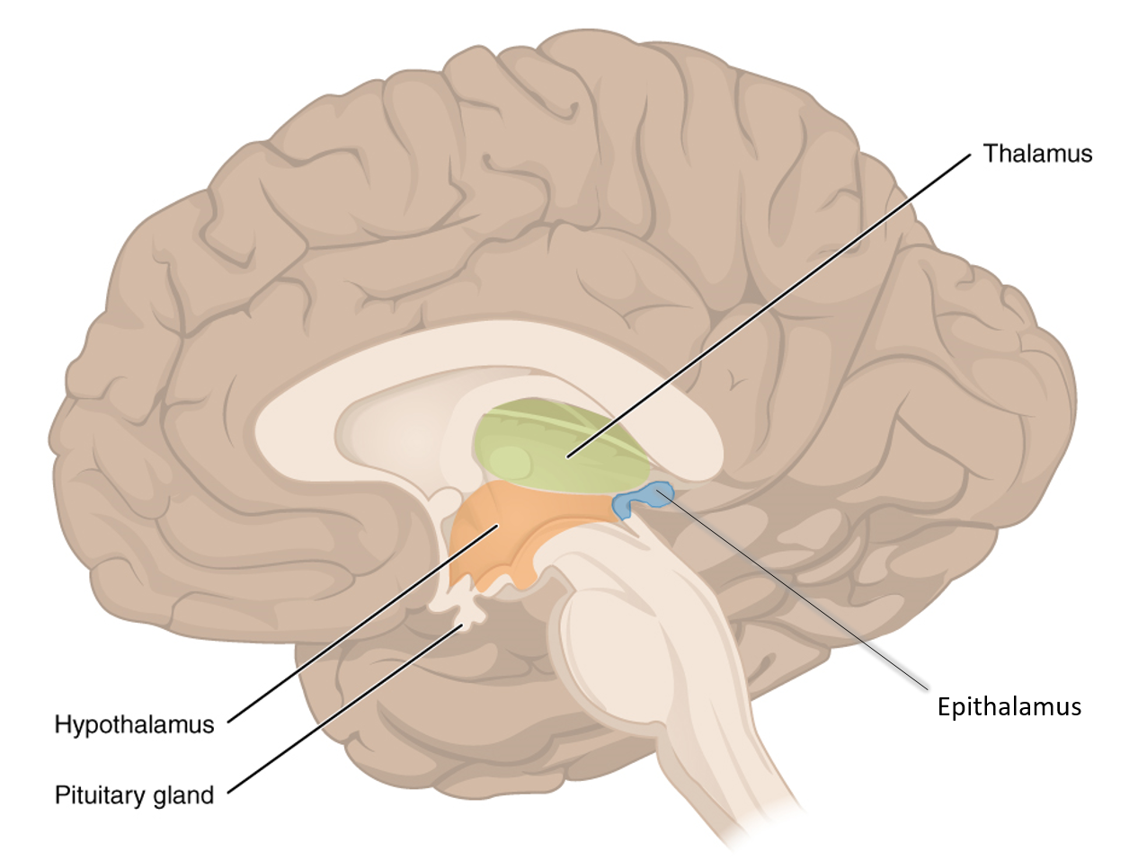 <p>Thalamus<br>mediates sensation, motor activity, cortical arousal, memory</p>