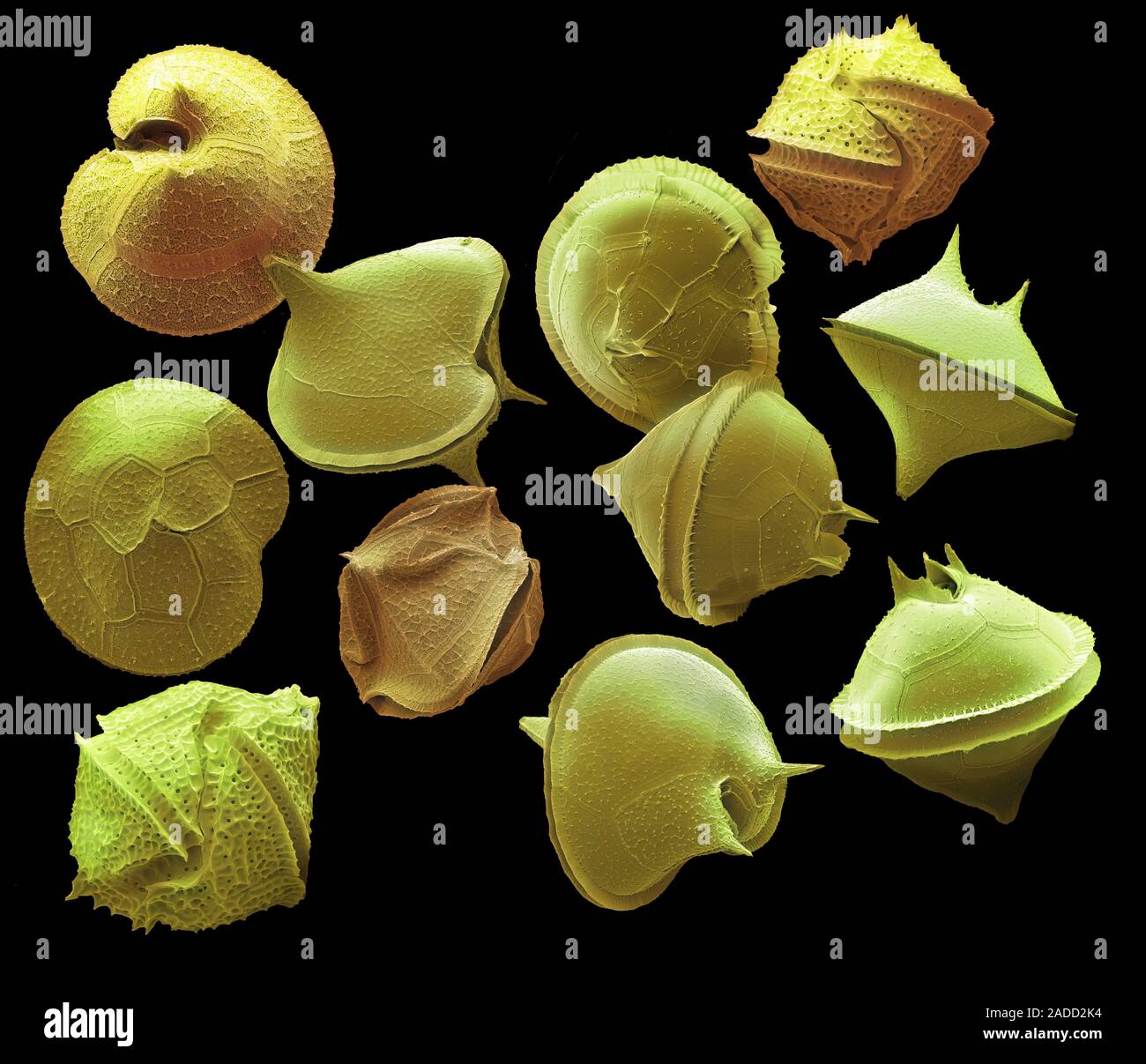 <p>Possess two flagella</p><p>Very large cells</p><p>Hetero- or phototrophic</p>