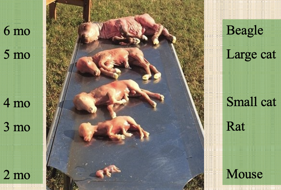 <p>2 months: size of mouse</p><p>3 months: size of rat</p><p>4 months: size of small cat</p><p>5 months: size of large cat</p><p>6 months: size of beagle</p>