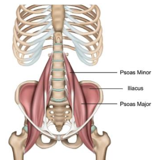 <p>psoas major tendon</p><p>lesser trochanter</p><p>femur distal to it</p>