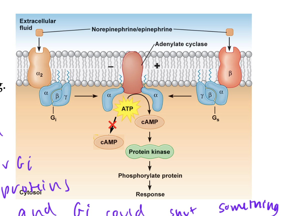 <p>GPCRs</p><ul><li><p>hormone receptor-mediated responses regulated by G-proteins can be stimulatory or inhibitory since each hormone receptor specifically interacts with either a Gs or Gi protein</p></li><li><p>activation of Gi proteins can reduce signaling</p></li><li><p>basically GPCRs can use Gi or Gs proteins, therefore shutting down a pathway or stimulating one</p></li></ul><p></p>