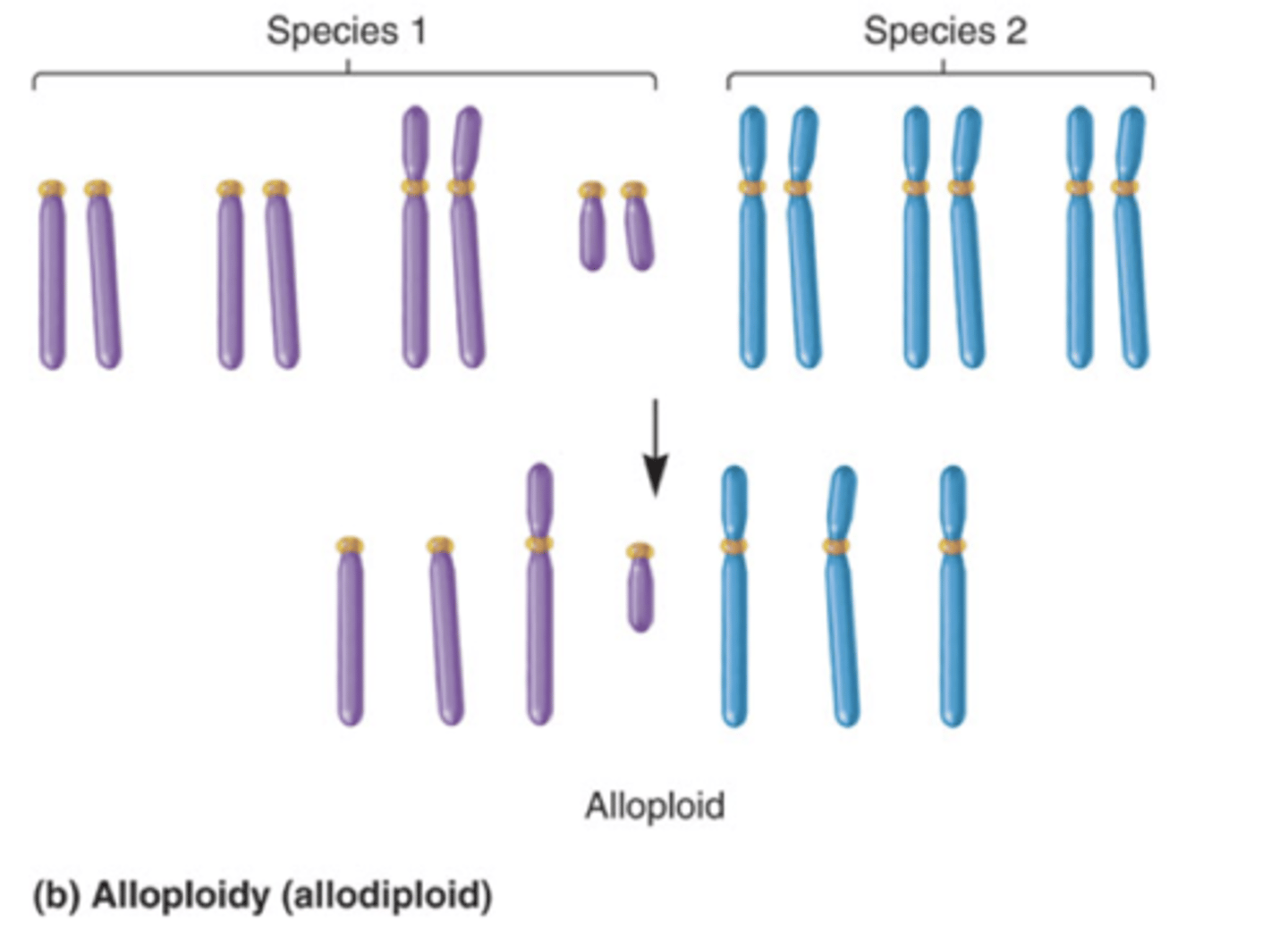 <p>The phenomenon in which a cell or organism contains sets of chromosomes from two or more different species. interspecies mating results in alloploids</p>