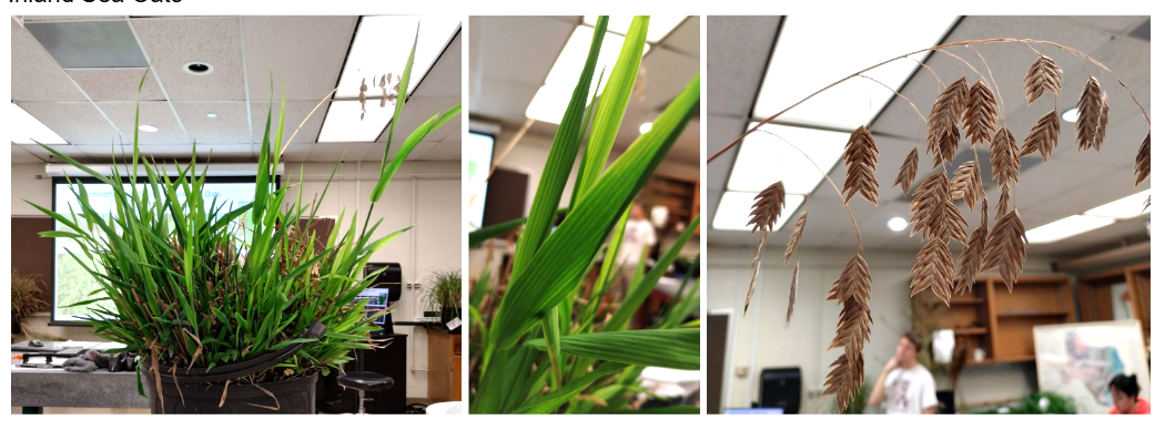 <p>Inland Sea Oats</p>