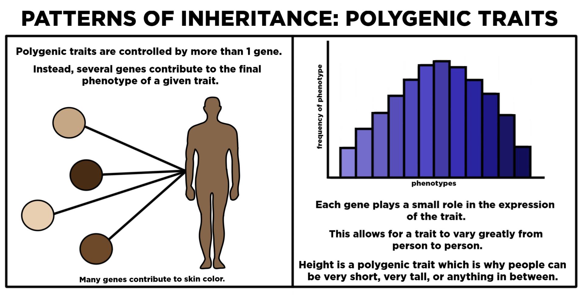 Examples of polygenic traits include skin color, hair color, eye color, and height.