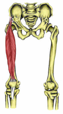 <p>Tibial tuberosity via patellar tendon</p>