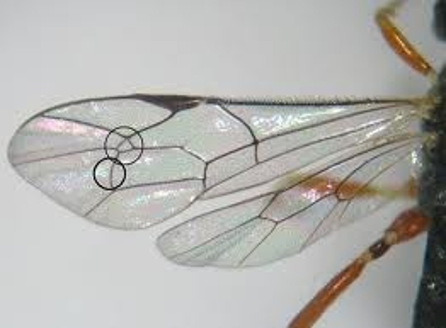 <p>wasps; horsehead cell in wing</p>