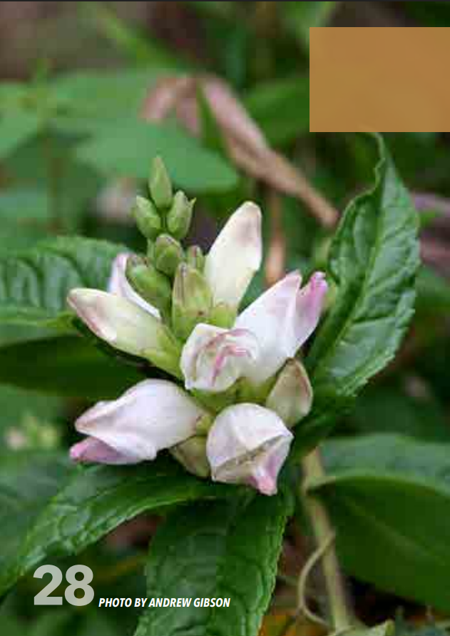 <p>Plantain; Plantaginaceae</p>