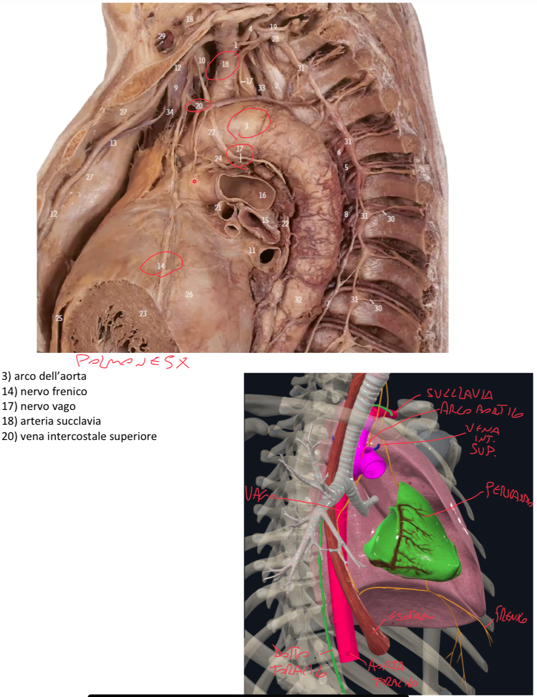 <p>Strutture che lasciano impronte:</p><ul><li><p>Pericardio fibroso (parte sinistra, che ricopre auricola e ventricolo sinistro, cono arterioso del ventricolo dx)</p></li><li><p>Arco Aortico con succlavia sinistra e a seguire aorta discendente toracica incrociata anteriormente dall’esofago</p></li></ul><p>Strutture senza impronta:</p><ul><li><p>Nervo Vago</p></li><li><p>Nervo Frenico</p></li><li><p>Vena Intercostale Superiore</p></li><li><p>Dotto Toracico</p></li></ul><p></p><p>Pericardio Fibroso</p><p>Arco Aortico e Succlavia Sx → a seguire aorta discendente toracica e incrocio dell’esofago anteriore</p><p>Vena Intercostale Superiore</p><p>Dotto Toracico</p><p>Nervo vago e frenico</p>