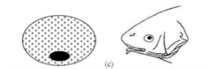 <p>What is this mouth position in this picture?</p>