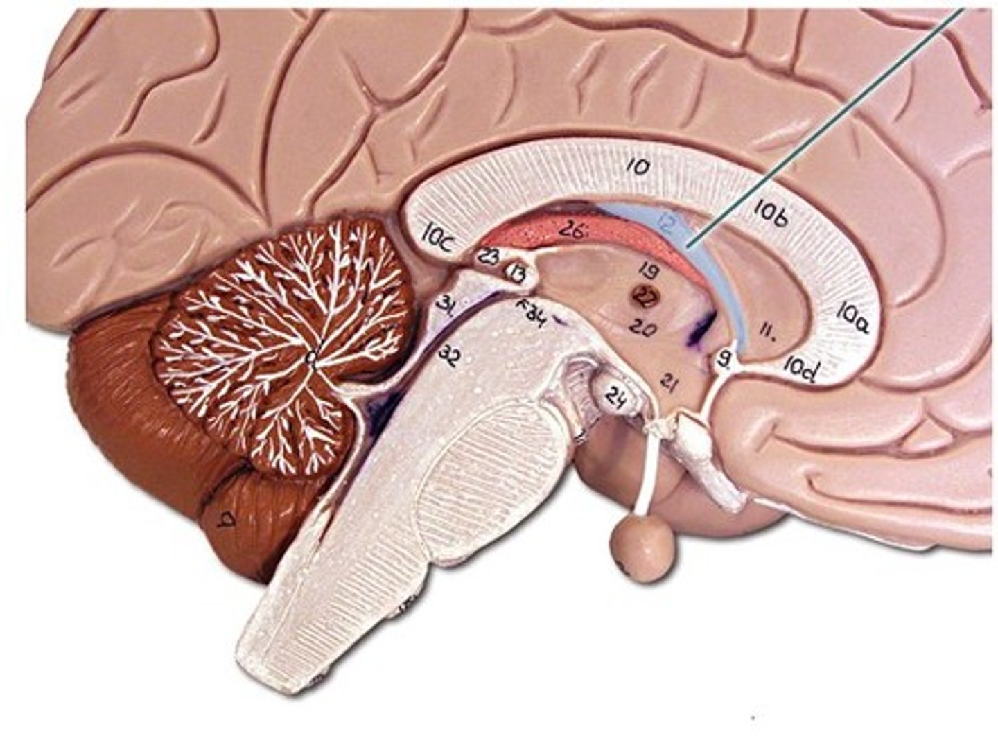 <p>band under septum pellucidum</p>