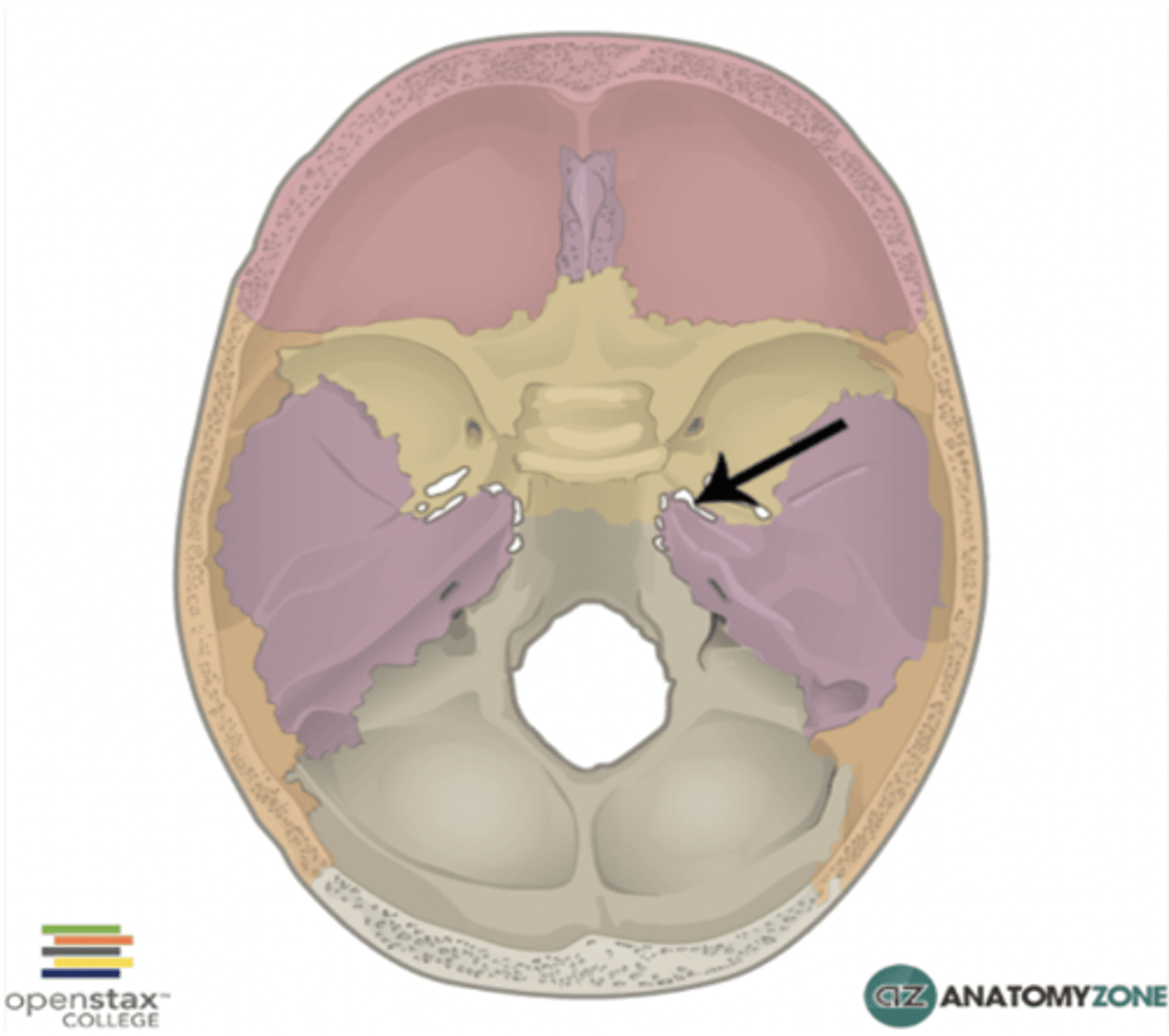 <p>Foramen lacerum</p>
