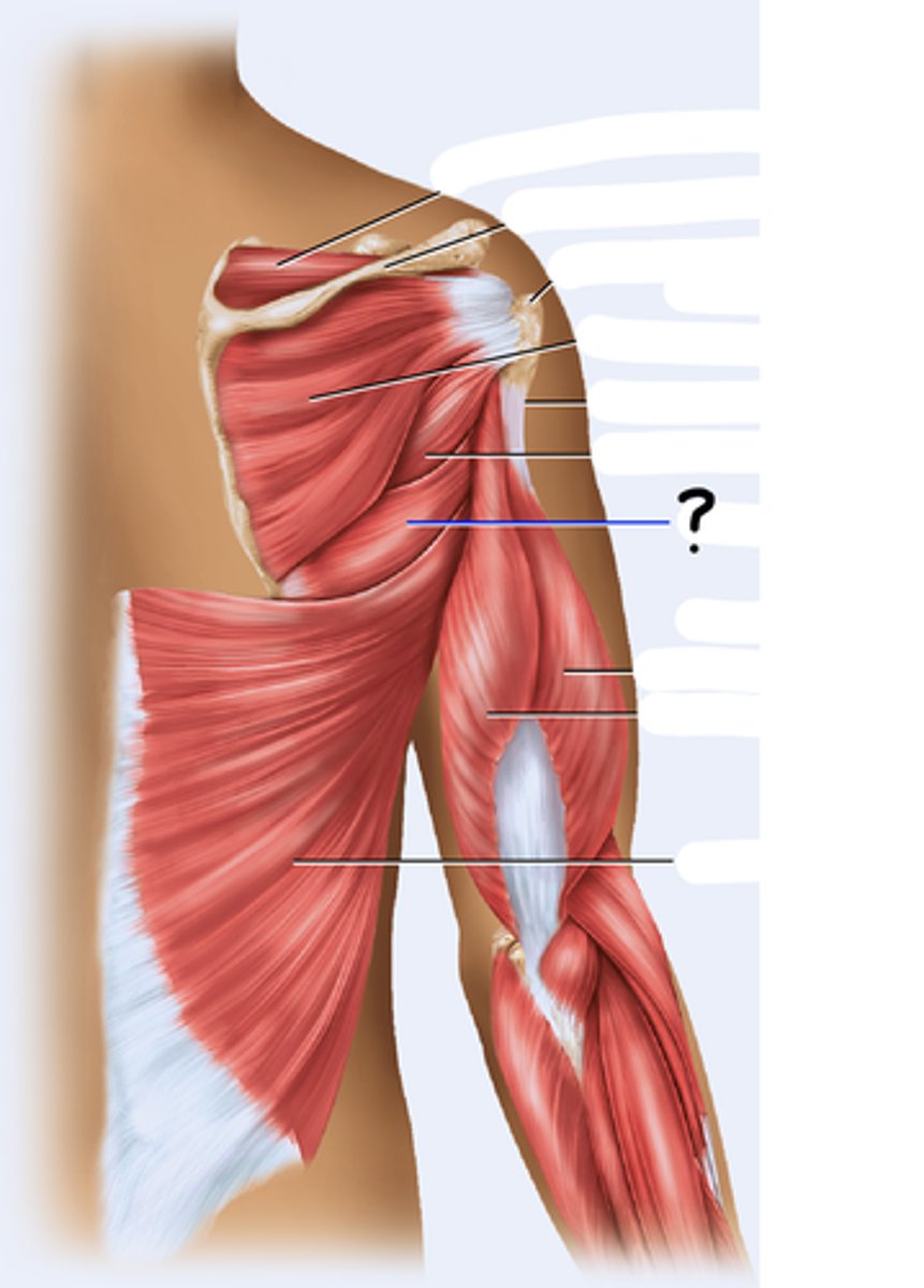 <p>extends and medially rotates humerus</p>