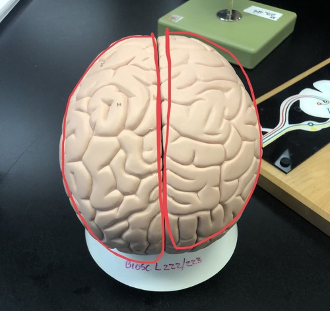<p>Right and left halves of the brain, as separated by the longitudinal fissure</p>