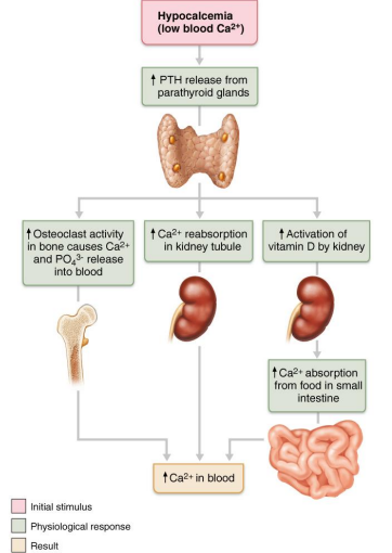 <p>→ Blood Ca2+ ↓ = ↑ PTH = ↓ Bone Ca2+ </p><p>→ Blood Ca2+ ↑ = ↑ Calcitonin = ↑ Bone Ca2+</p>
