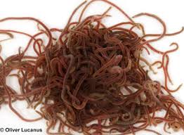 <p>Macroinverterbrete:</p>