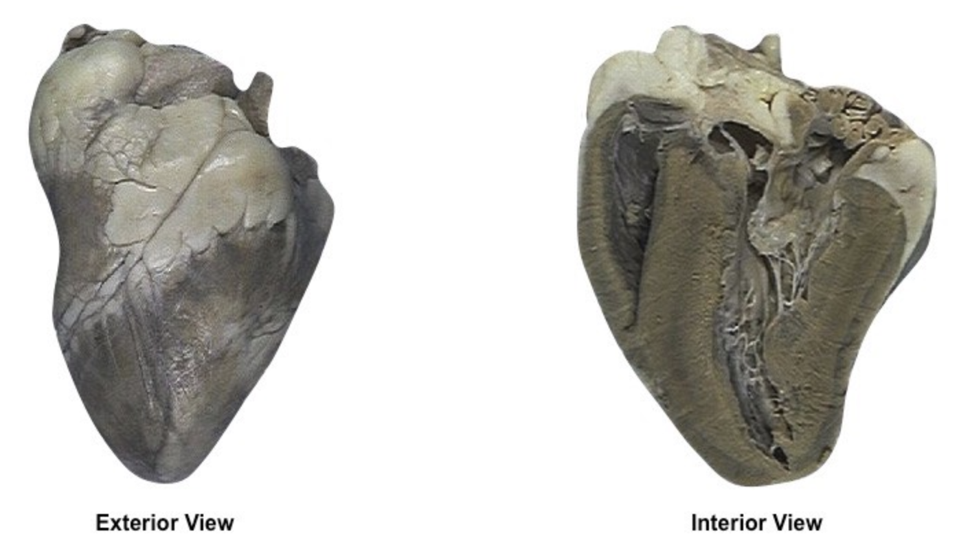 <p>Label the left and right side, the opening to the aorta, the left and right atrium/ventricle, and the septum</p>