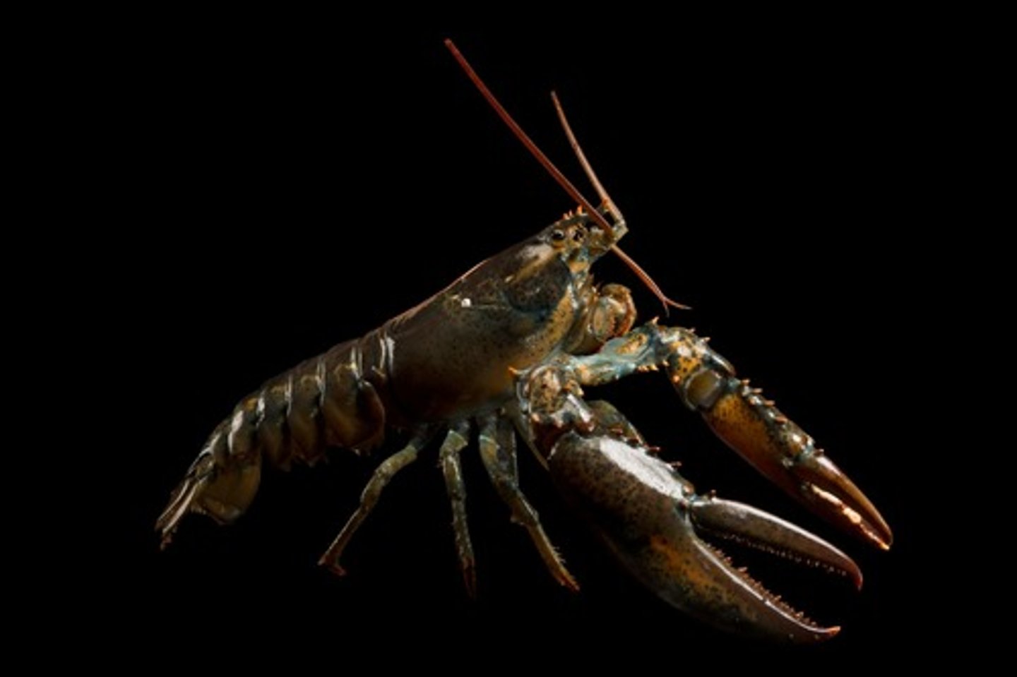 <p>What Phylum, Subphylum, Class, Order, and Genus is this animal in? What is its common name?</p>