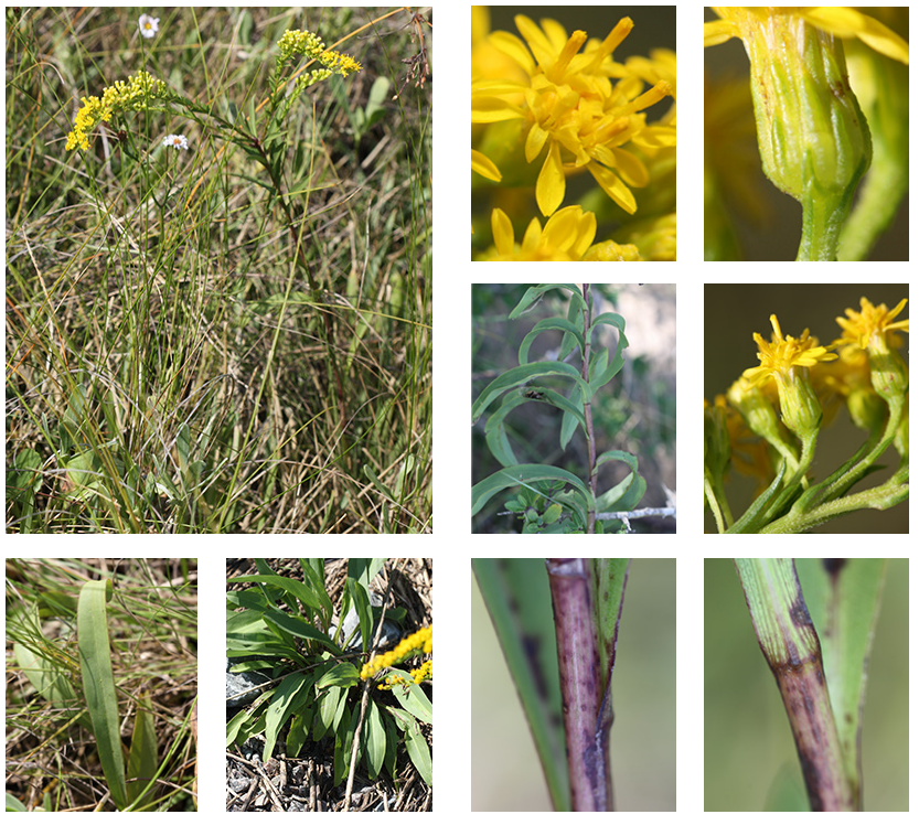 <p>Northern seaside goldenrod</p>