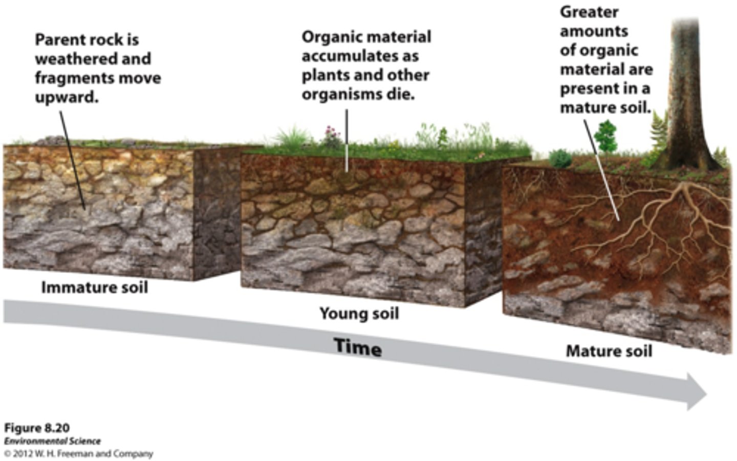 <p>the rock material from which the inorganic components of a soil are derived</p>