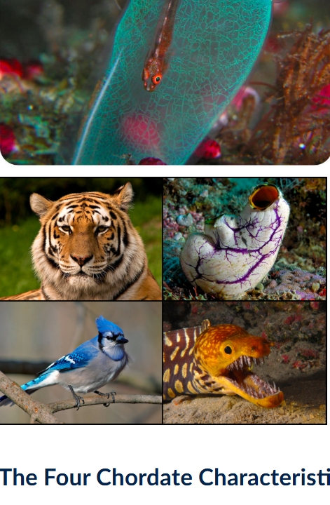 <p>Chordates are segmented deuterostomes with a complete digestive tract and true coelom. They are triploblastic, bilaterally symmetrical at some life stage, and can have direct or indirect development. Includes non-vertebrate chordates and vertebrates (fish, amphibians, reptiles, mammals – including humans).</p>