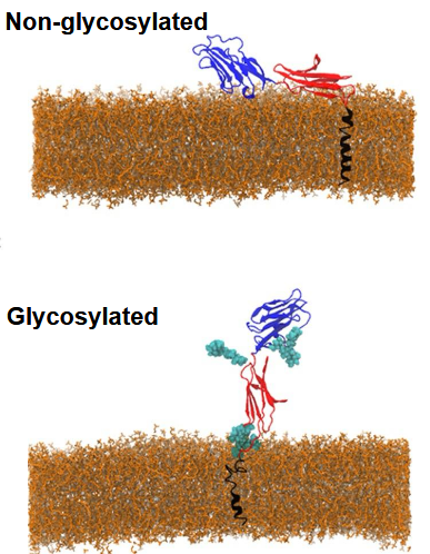 <p>cell adhesion receptor expressed by human T-cells and natural killer cells. - Presentation of extracellular binding domain dependent on glycosylation/lipid composition. N-linked</p>