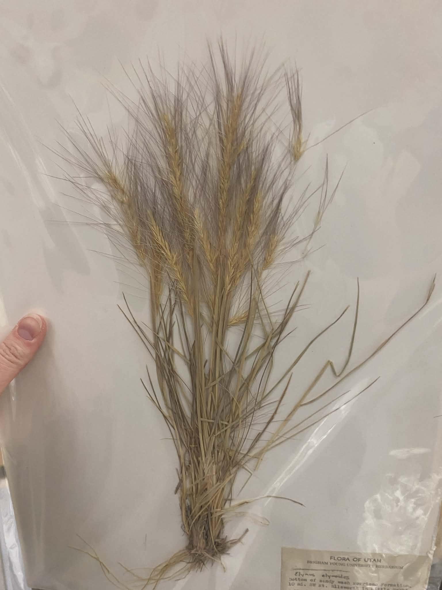 <p>Triticeae, P, N, Elymus elymoides, Bottlebrush squirreltail</p>