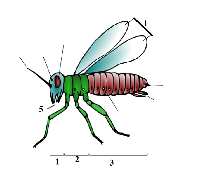 <p>Phylum?<br>subphylum?<br>Symmetry? Tissue type?<br>Cavity?</p>