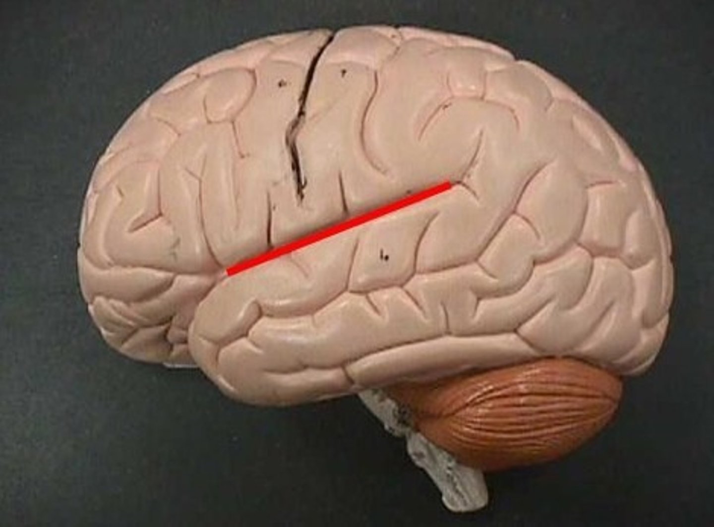 <p>- groove separating the temporal lobe from the frontal and parietal lobes</p>