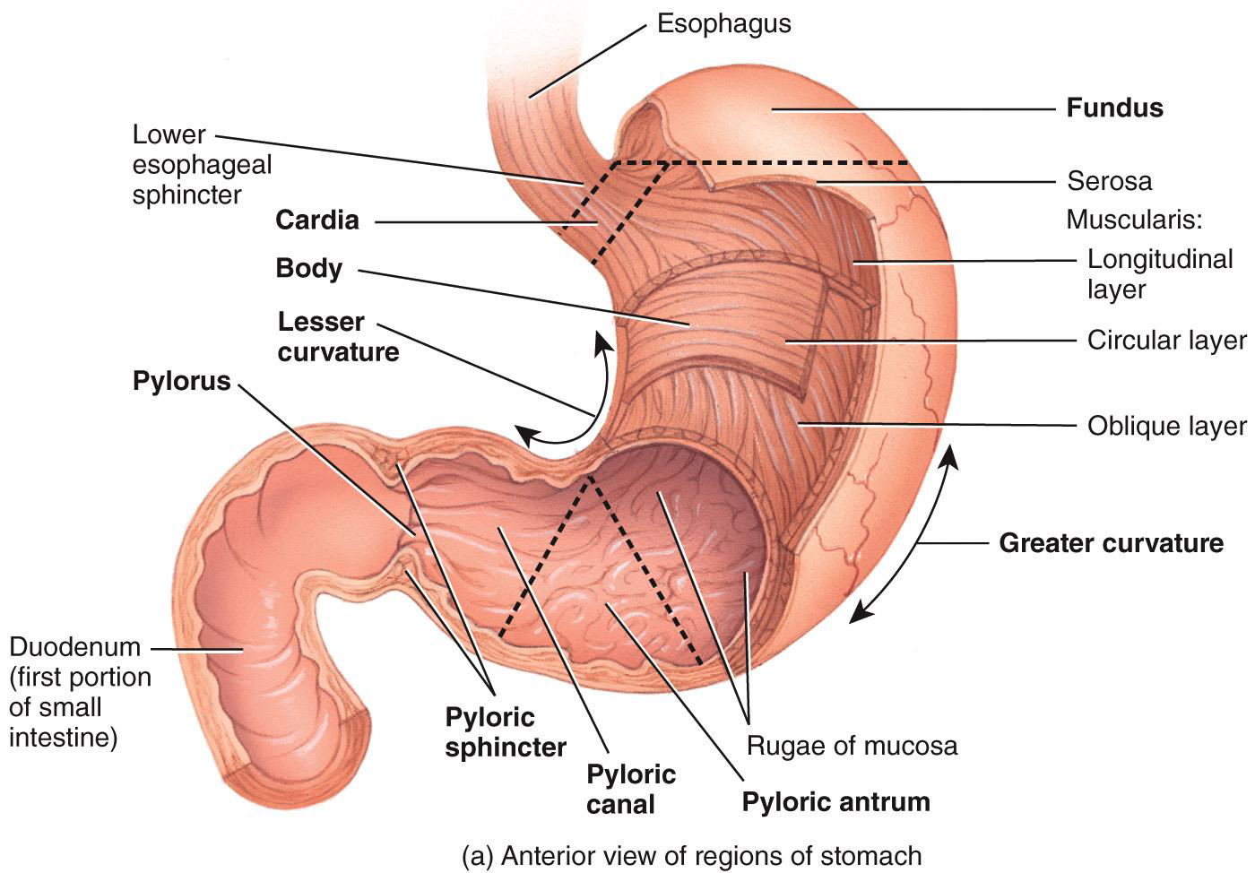 <p>THE STOMACH IS A </p>