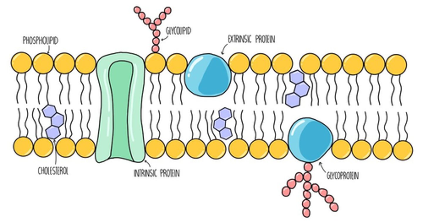 <p>-Bilayer of phospholipids, phosphate heads facing to aqueous side, lipid tails facing inside the bilayer</p><p>-Embedded molecules (channel proteins, glycoproteins, glycolipids, carrier proteins, receptor proteins etc.)</p><p>-Gases or Small hydrophobic molecules can pass through rapidly</p><p>-Small polar molecules, e.g. water/ethanol, can pass (slowly) </p><p>-Charged/large polar/very large hydrophobic molecules cannot directly enter without protein assistance or without being broken down</p>