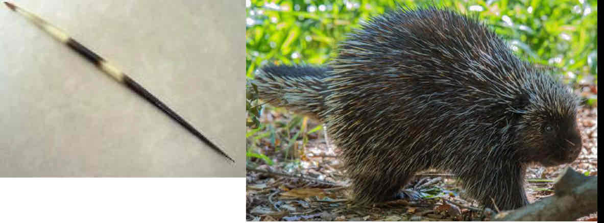 <ul><li><p>adaptations to different uses</p><p>Ex: Hair (insulation) —&gt;porcupine quills (defense) </p></li></ul>