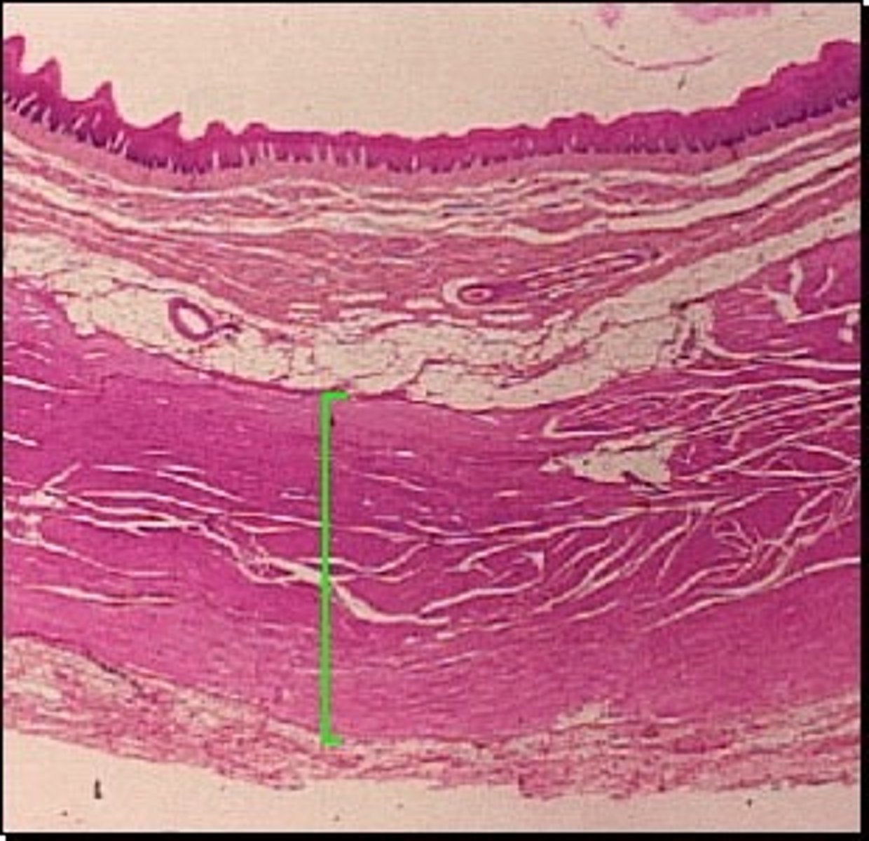 <p>Third layer from the inside out.</p><p>2 layers: outer longitudinal and inner circular.</p><p>Peristalsis within the tube ( involuntary waves which produce movement).</p><p>Mixing and mechanical breakdown of larger food particles.</p>