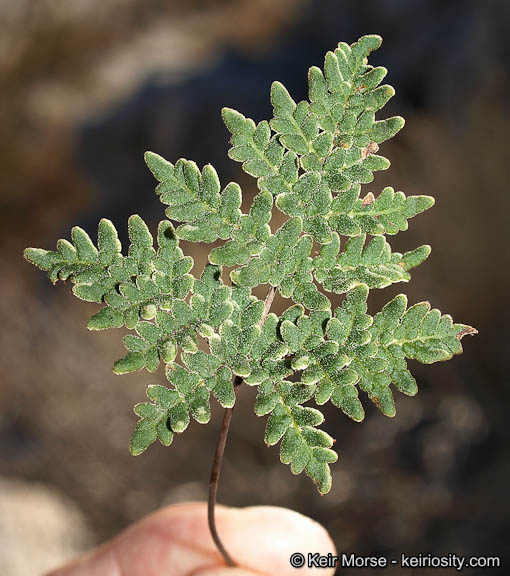 <p>California cloak fern</p>