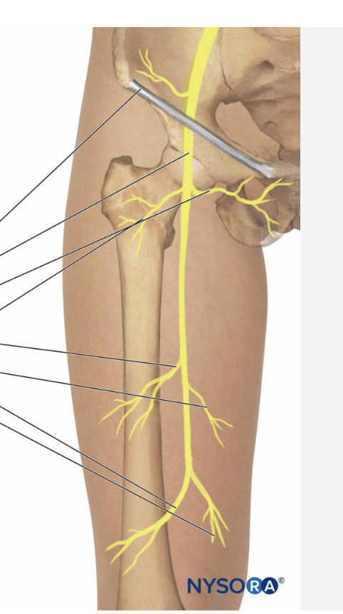<p>what nerve and from which plexus?</p>
